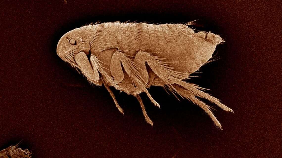 How Long Do Fleas Live In Your House? Do They Go Away On Their Own? How To Kill Fleas