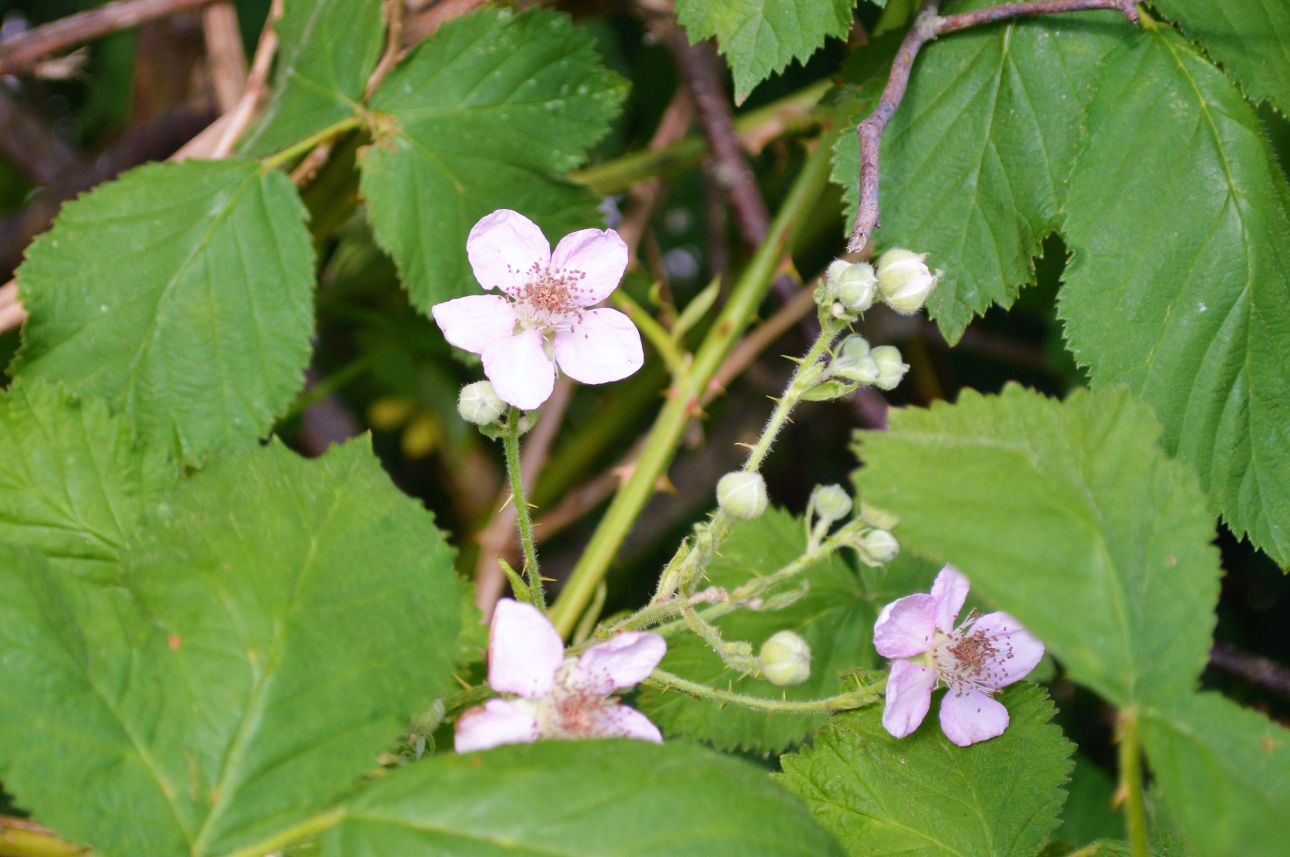 Brombeere Hubert's Feines Futter