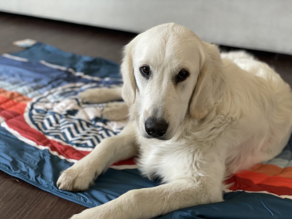 Voited Pet Blanket Review Huck Adventures
