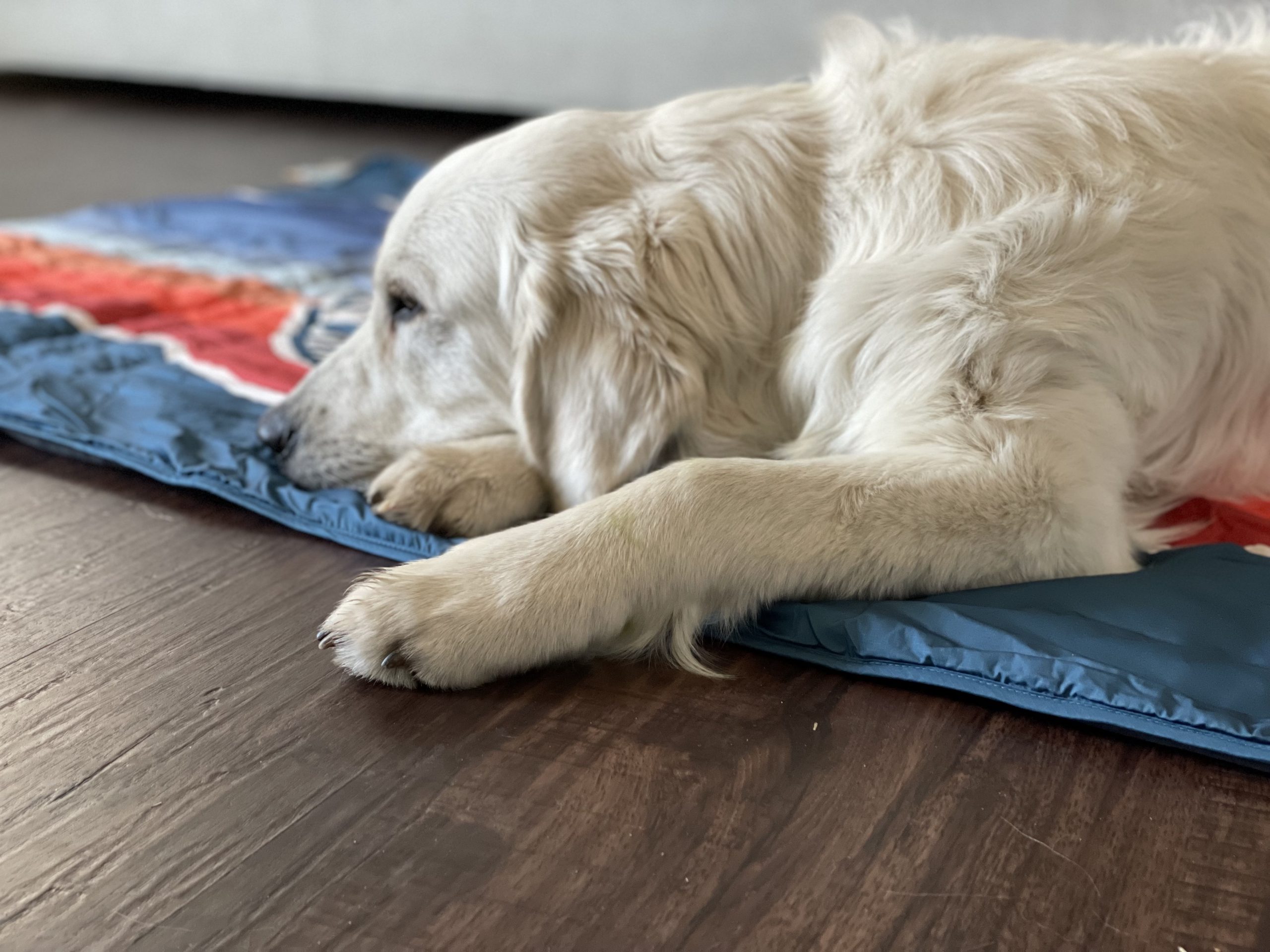 Voited Pet Blanket Review Huck Adventures