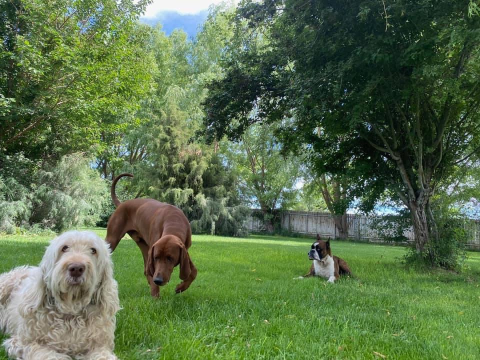 Gallery Family Operated Boarding Kennel For All Dog Breeds Huck