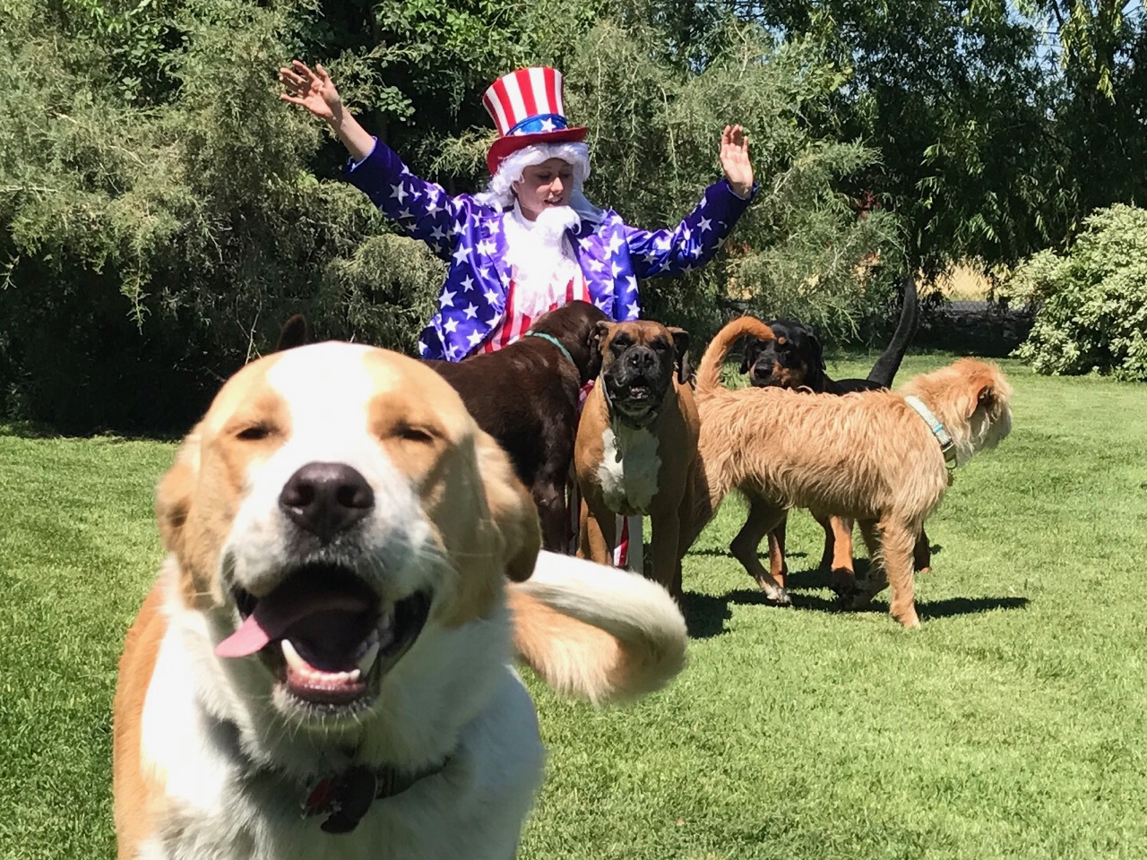 Gallery Family Operated Boarding Kennel For All Dog Breeds Huck