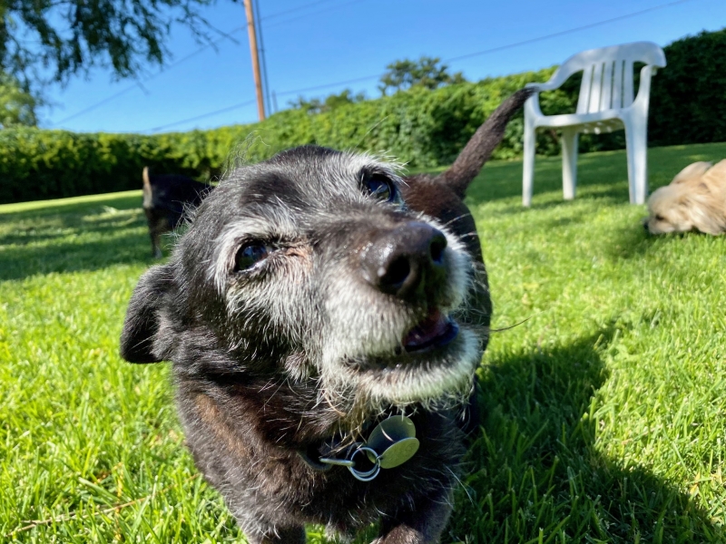 Gallery Family Operated Boarding Kennel For All Dog Breeds Huck