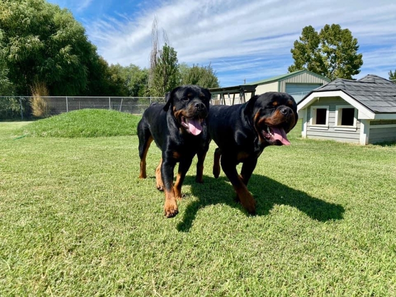 Gallery Family Operated Boarding Kennel For All Dog Breeds Huck