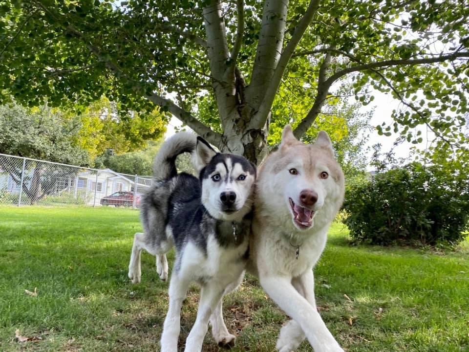 Gallery Family Operated Boarding Kennel For All Dog Breeds Huck