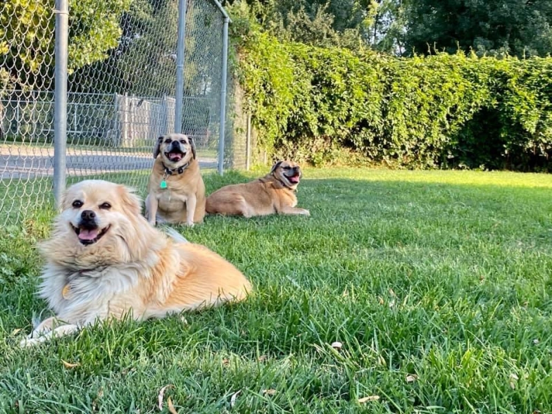 Gallery Family Operated Boarding Kennel For All Dog Breeds Huck