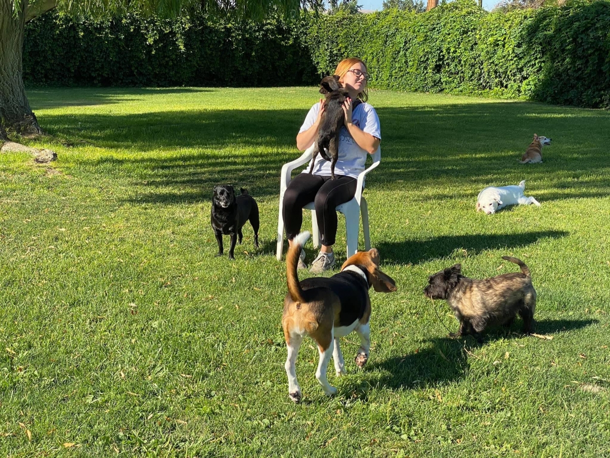 Gallery Family Operated Boarding Kennel For All Dog Breeds Huck