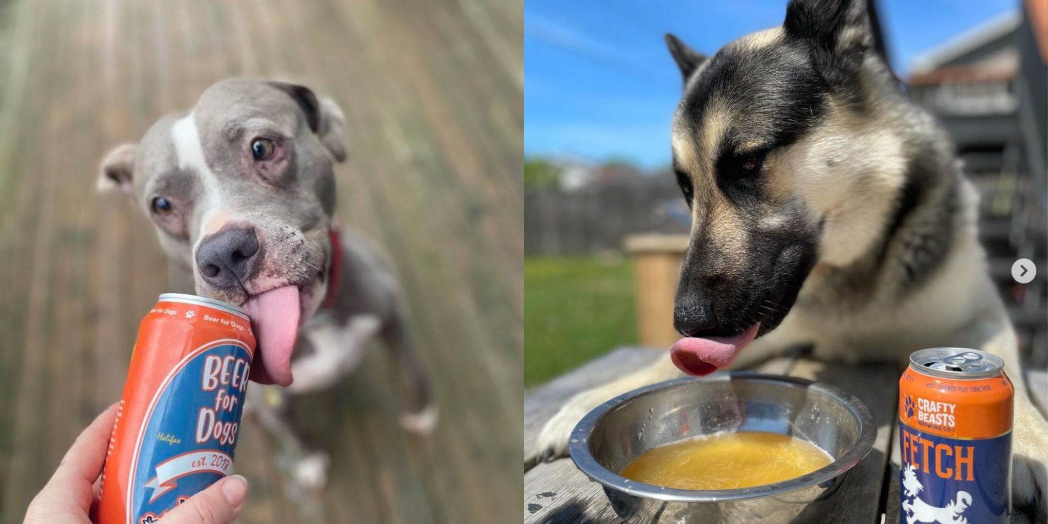 Sup With Your Pup Halifax Company Brews Up Beer For Dogs Huddle