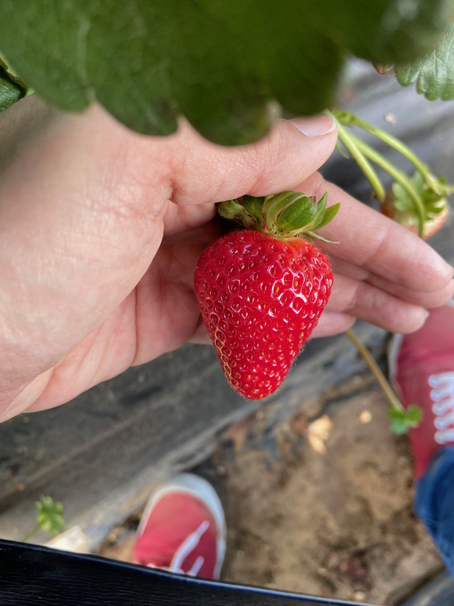 Strawberry Picking in Carlsbad Huddlebee
