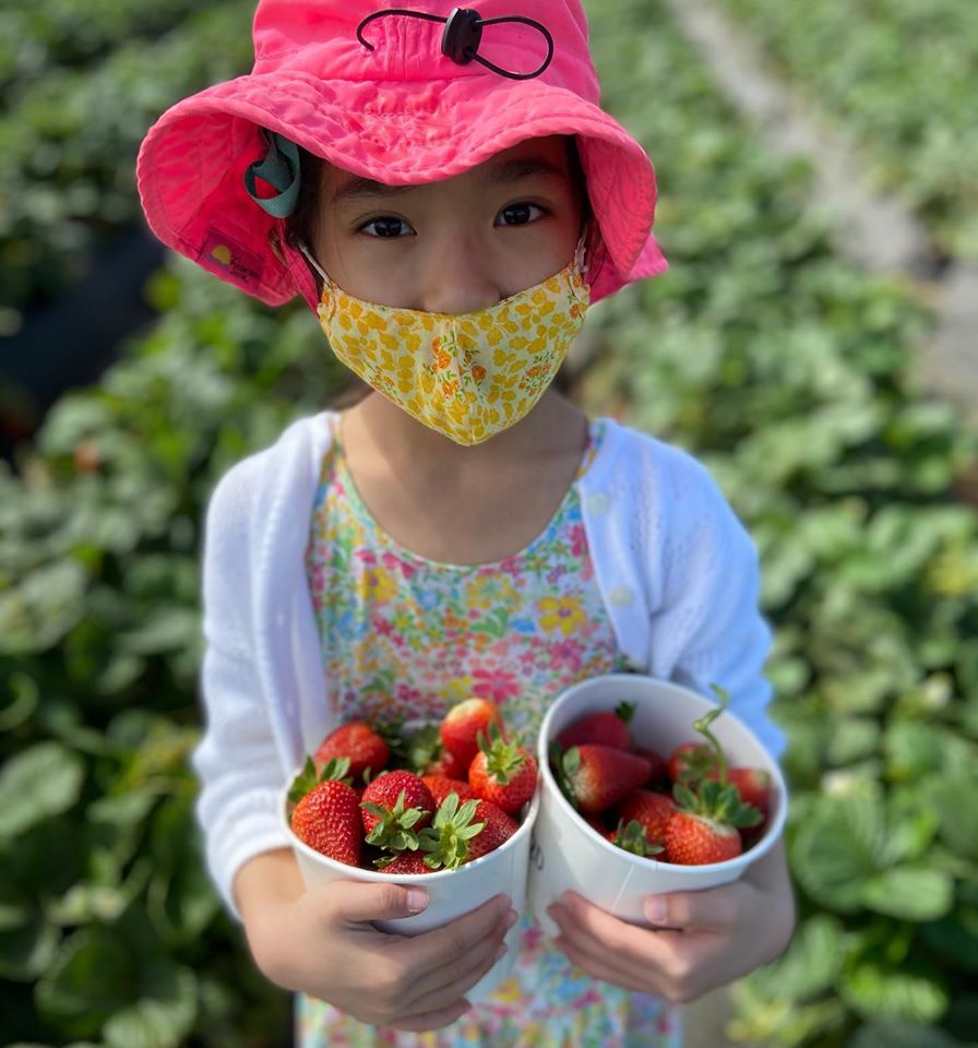 Strawberry Picking in Carlsbad Huddlebee