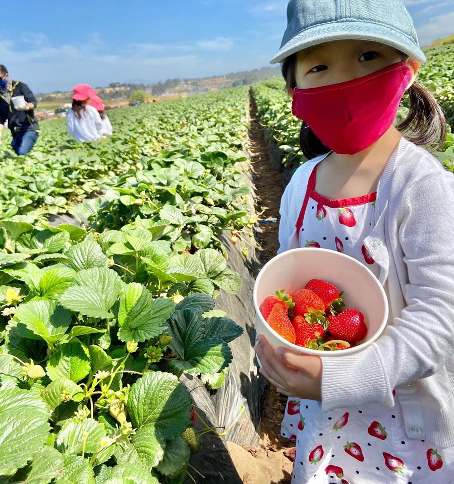 Strawberry Picking in Carlsbad Huddlebee