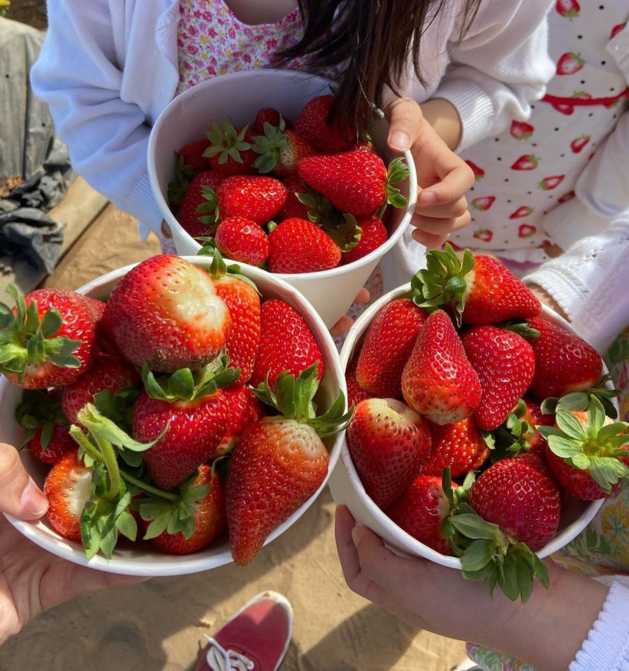 Strawberry Picking in Carlsbad Huddlebee
