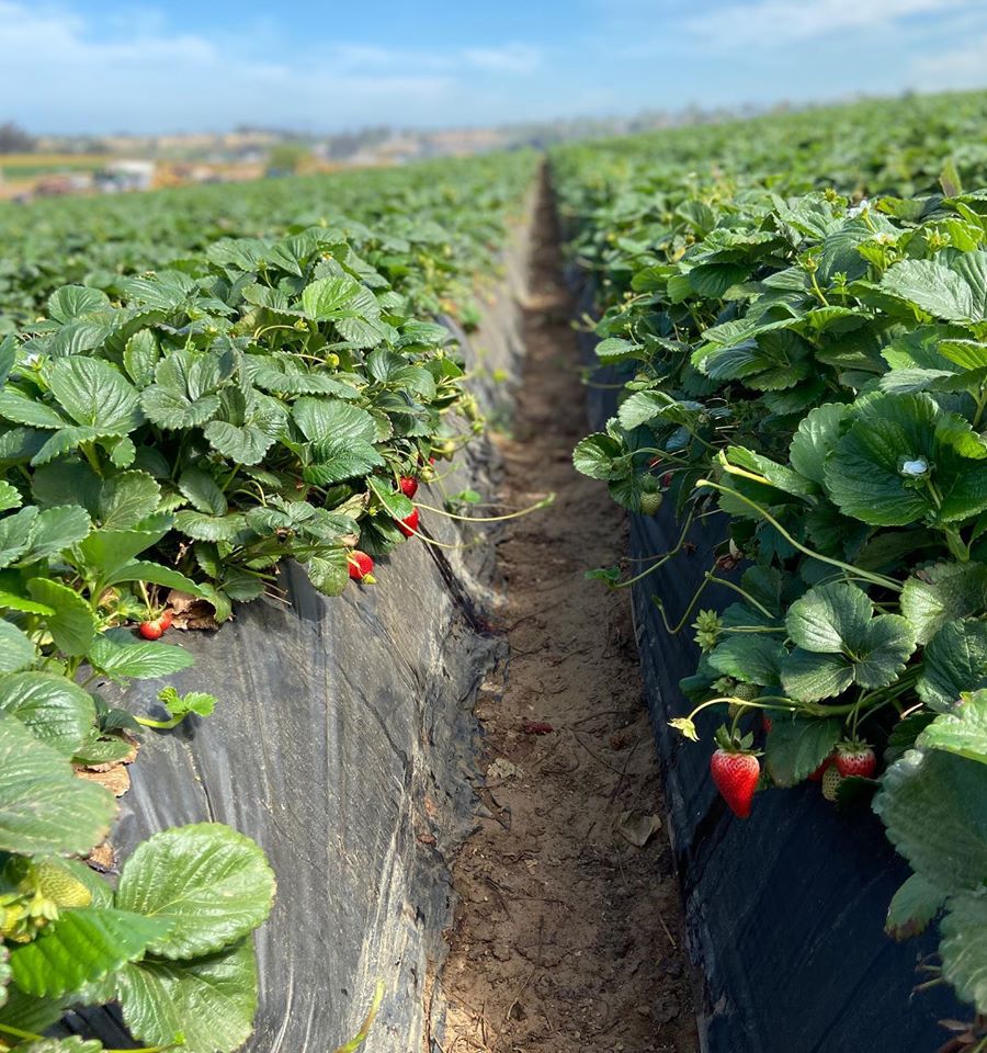 Strawberry Picking in Carlsbad Huddlebee