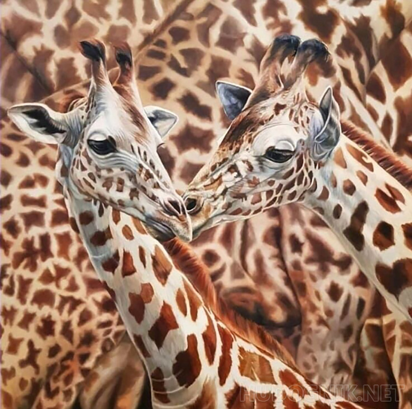 Picture Two giraffes. Size 60x60, Year 2023, Price 350 dollar Master