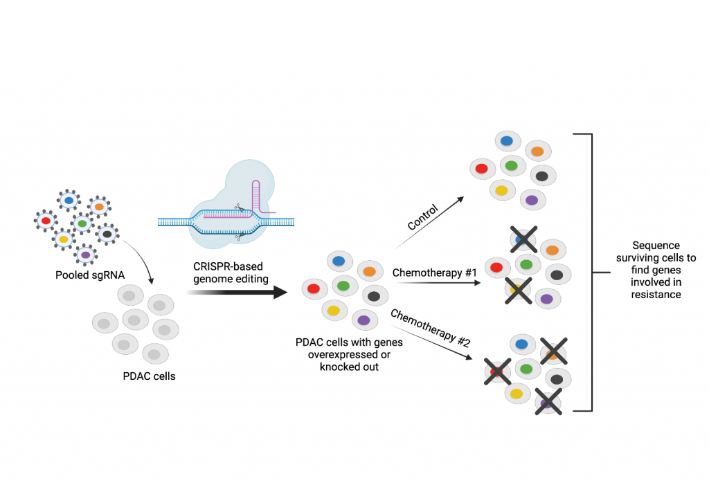 HudsonAlpha scientists identify genes involved in pancreatic cancer