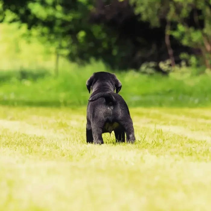 40+ Dog Friendly Things to do in the Hudson Valley That your pet will love!