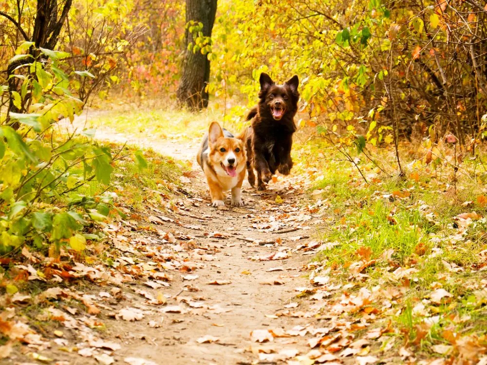 Hudson Valley Dogs The Best Ways to Explore the Region