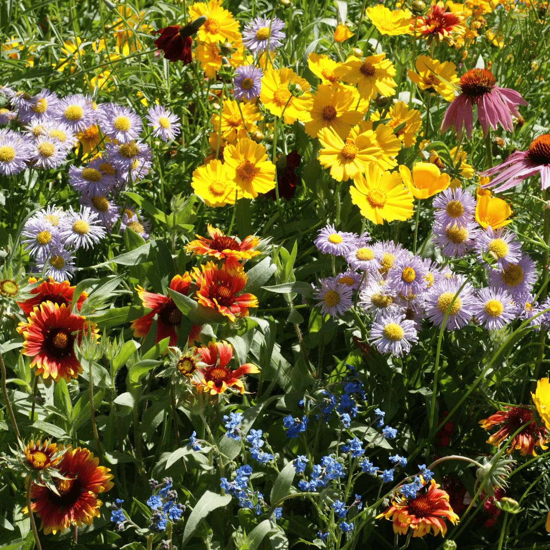 Bee Friendly Wildflower Mix Seed Shaker Hudson Valley Seed Company