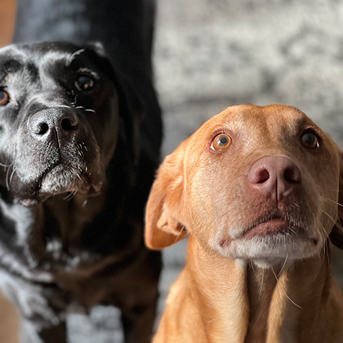 Hudson NH 03051 Veterinary Services Hudson Veterinary Care