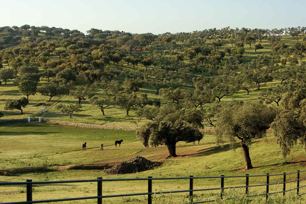 UPA Andalucía valora positivamente el Plan Director de las Dehesas de