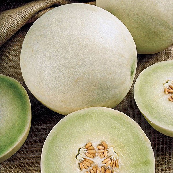SEMILLAS MELÓN TUNA Huerta Familiar
