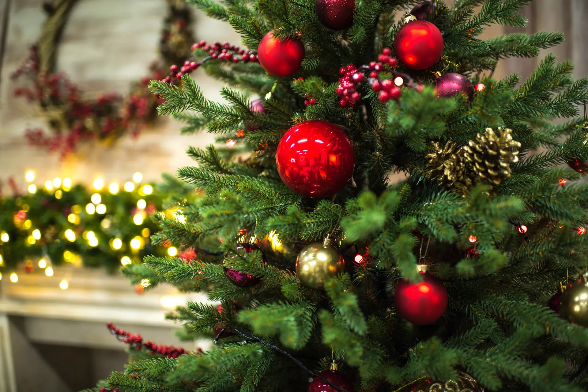How to Choose the Perfect Christmas Tree Hufnagel Tree Service