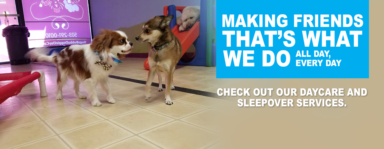 Dog Sitting Rates Portland Oregon / No Bonz About It / I am actually