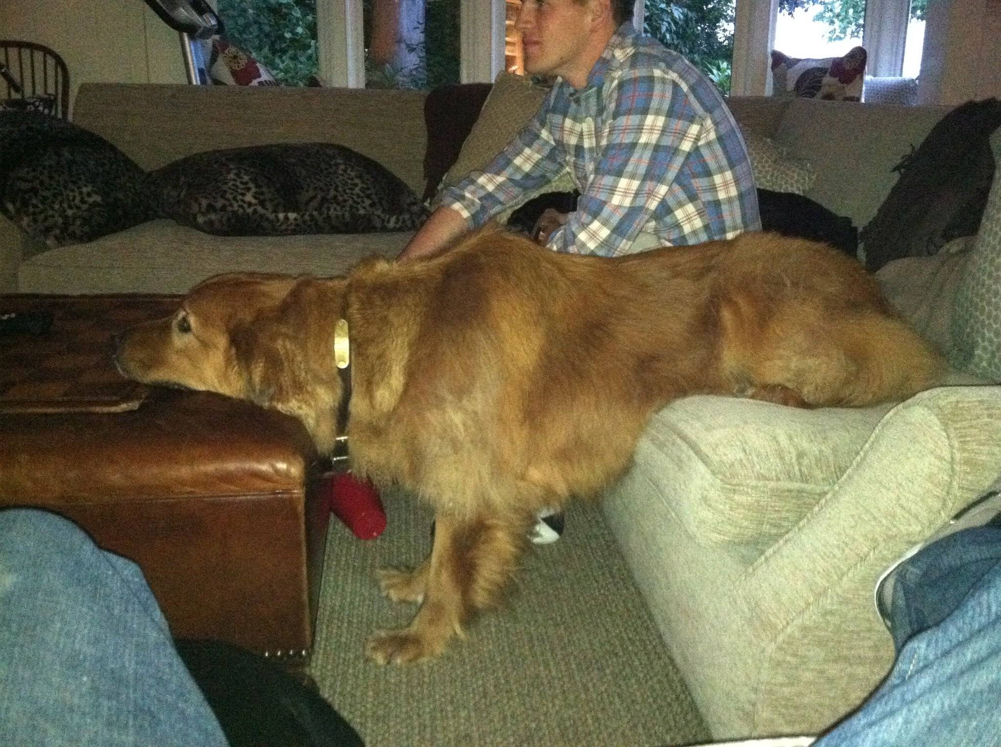 How my friends dog watches TV