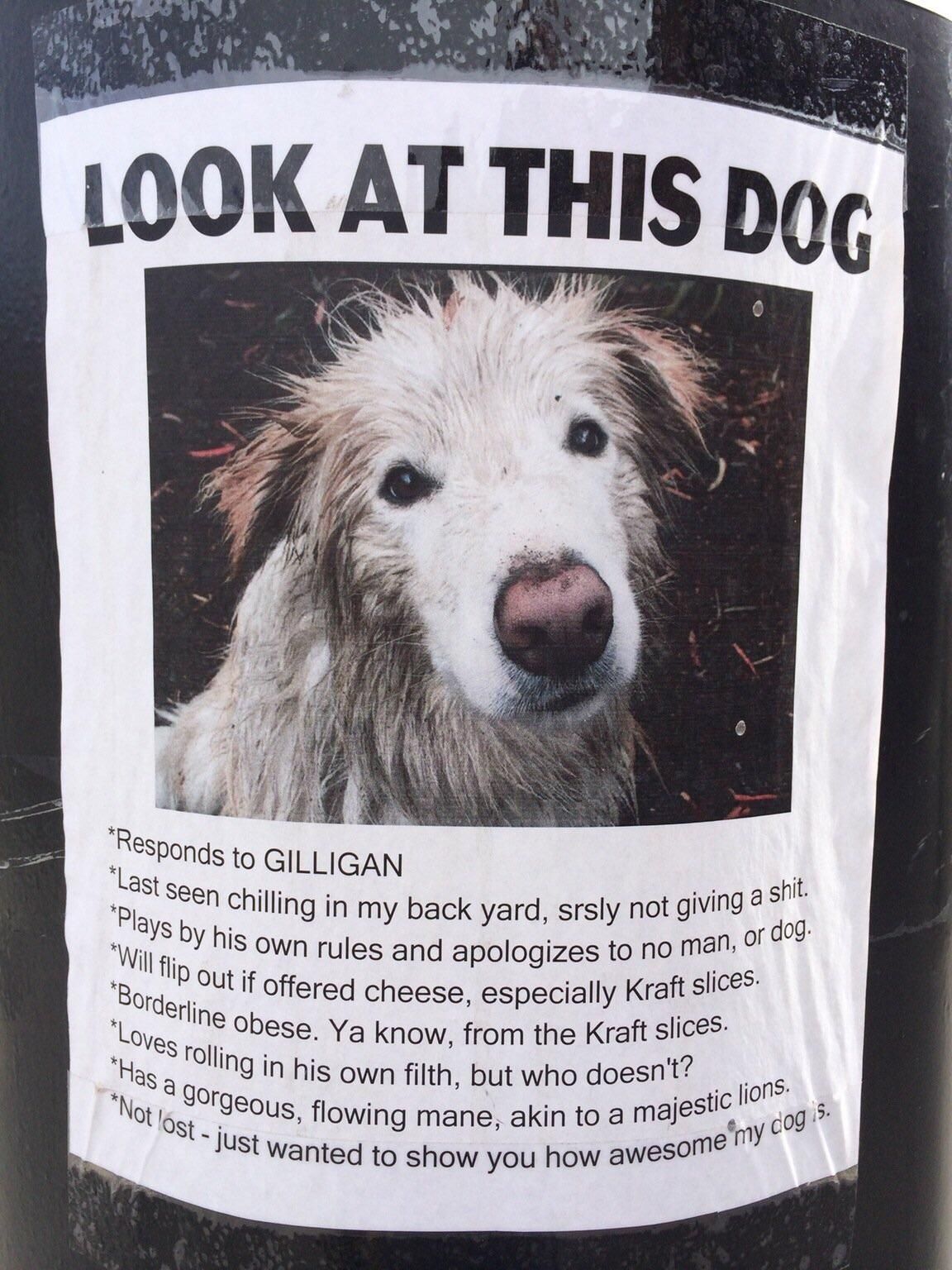 This hilarious "lost dog" poster I found a couple years ago.