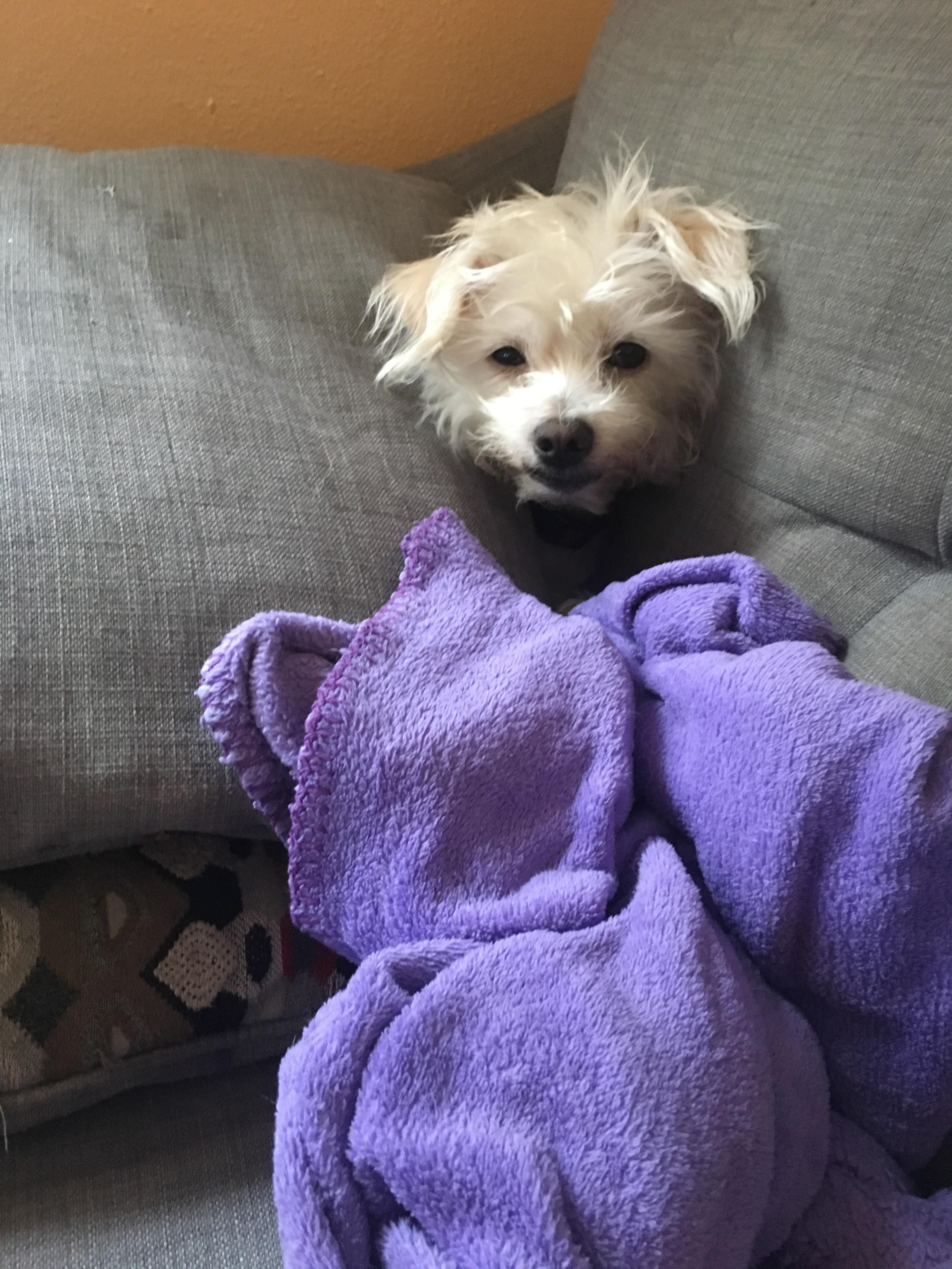 Couldn't find my dog this morning, I asked who wanted a treat and his