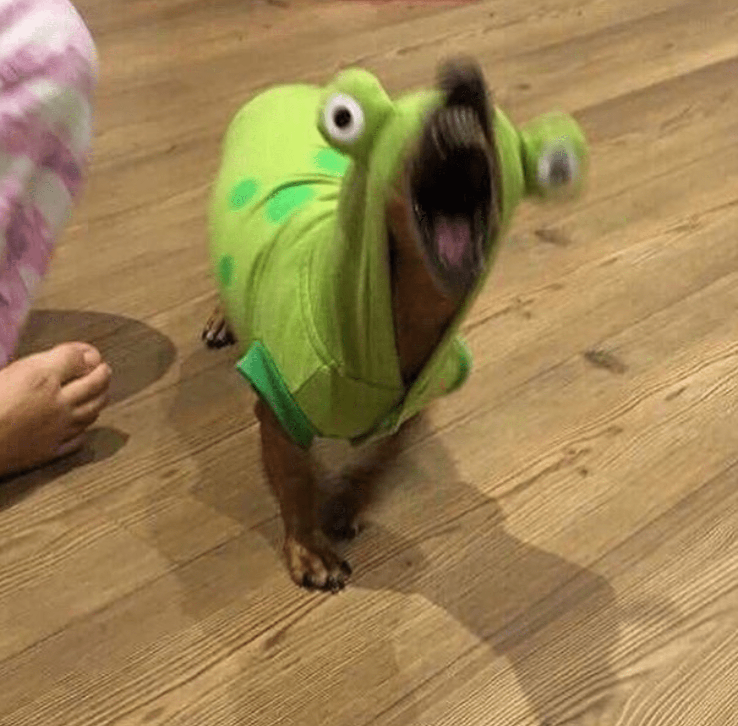Genuinely cant tell if this dog wearing a costume is funny or