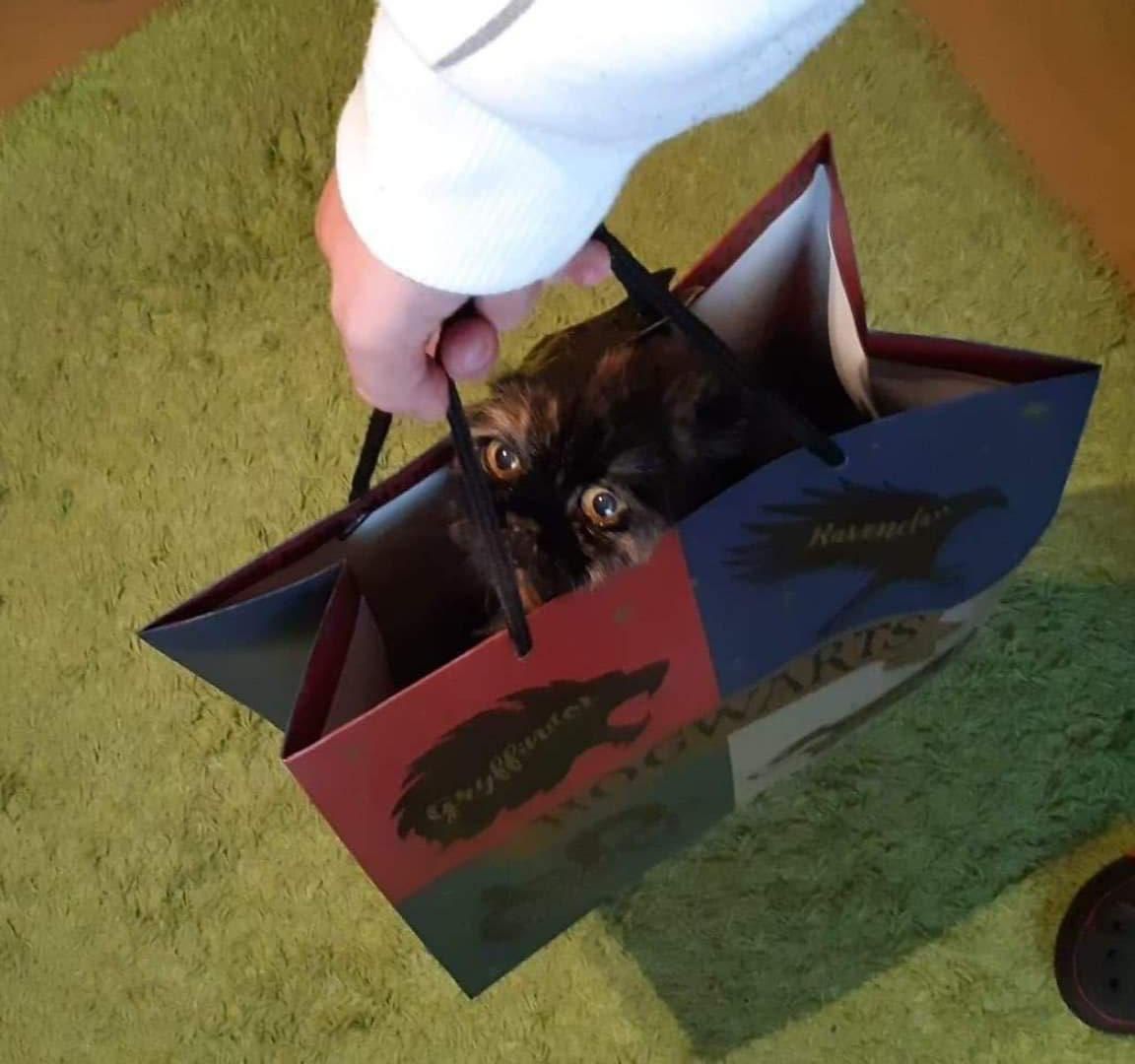 My cat loves bags, but never expects me to pick them up