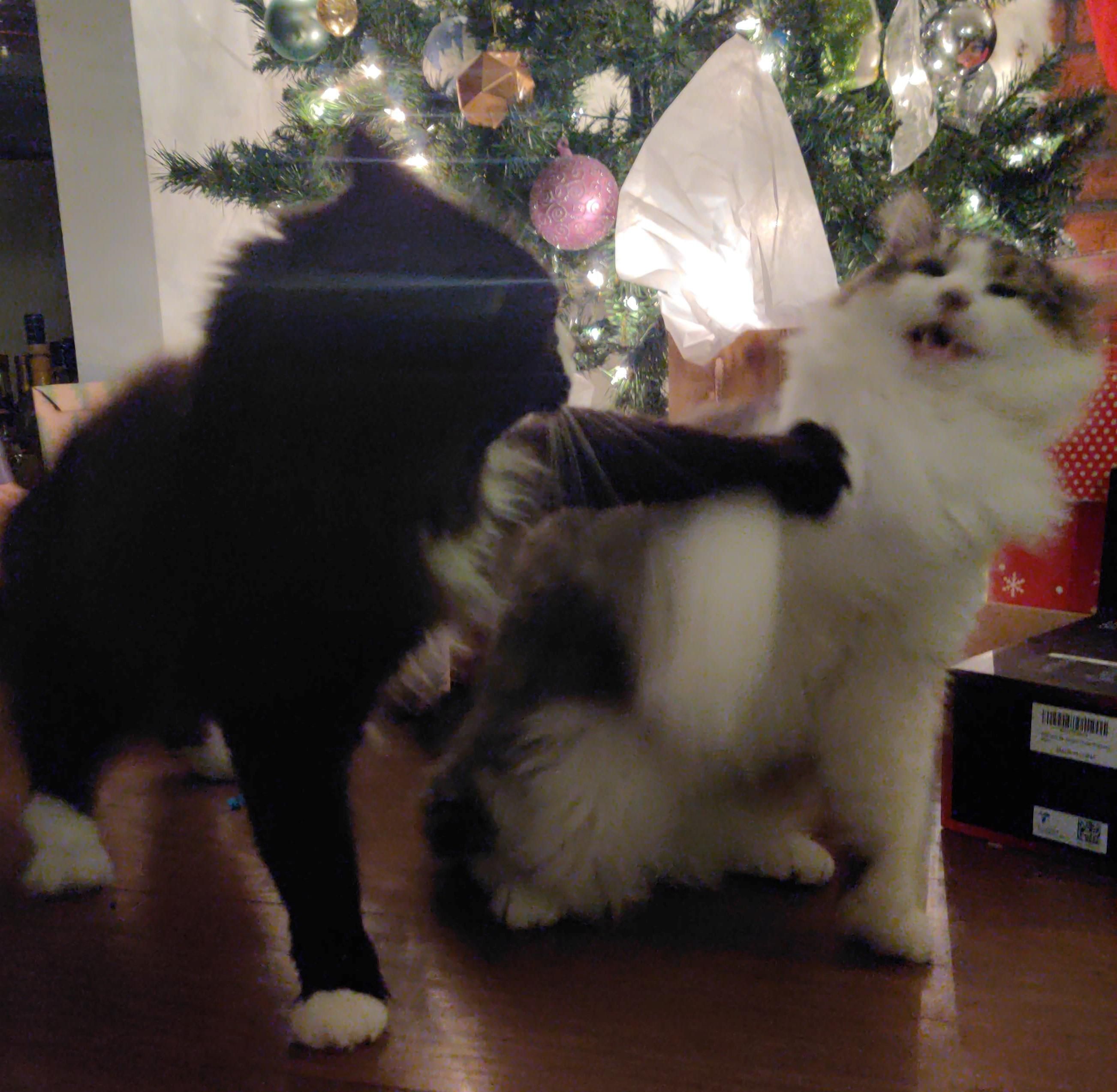 Tried to take a nice photo of the cats for Christmas