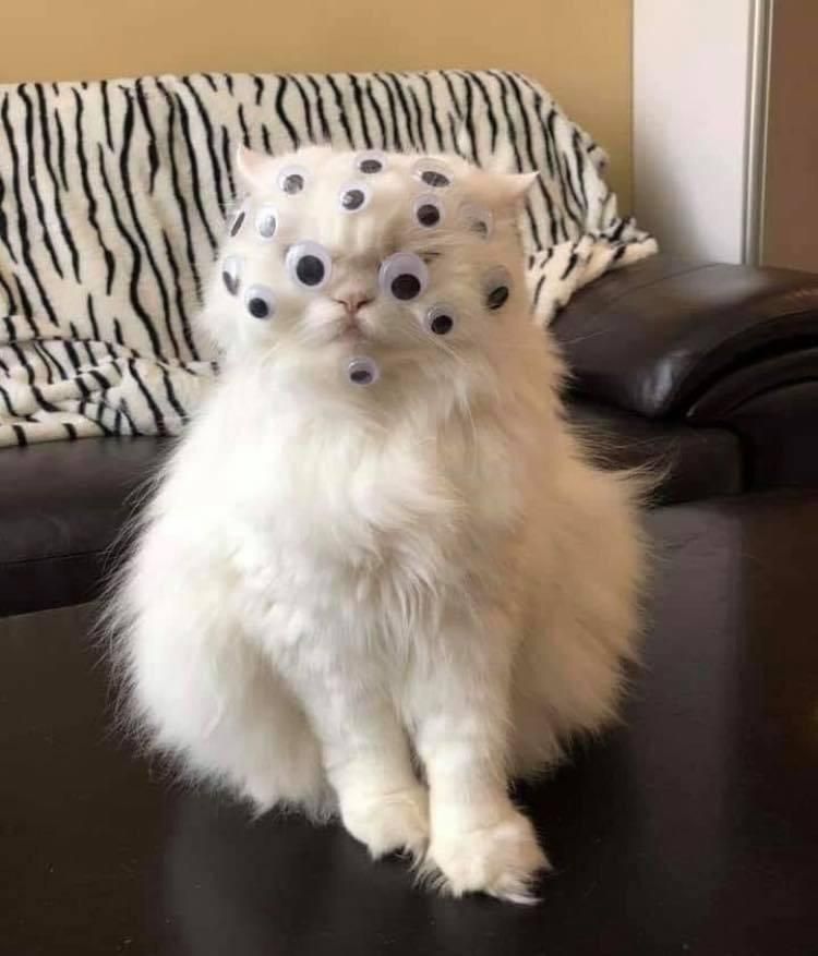 My cat sees everything