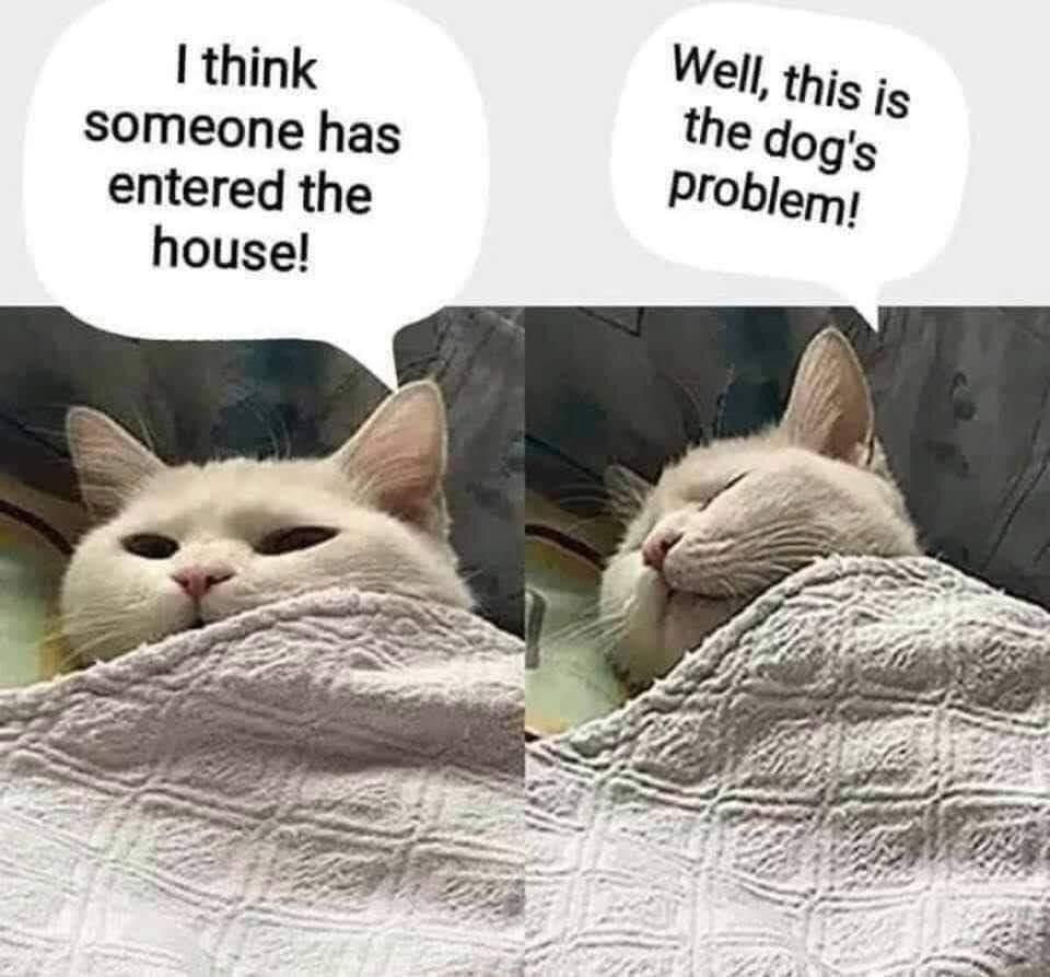 With all my respect to the dog,yes or no?