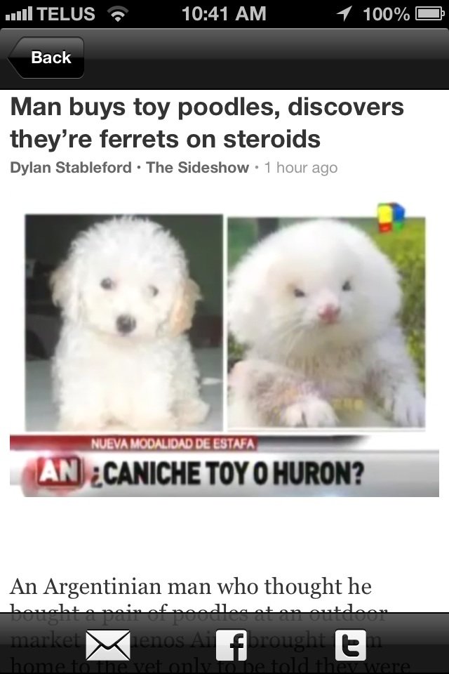 Ferrets on steroids