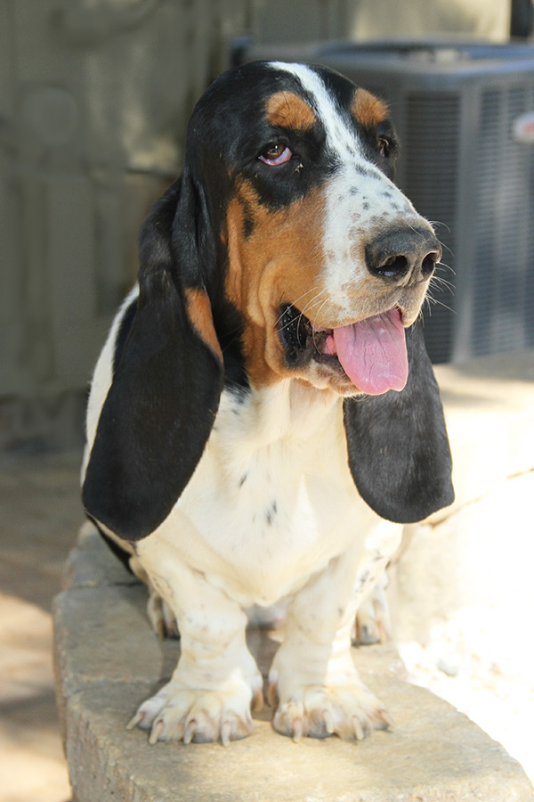Huggable Bassets Family Breeder of Purebred basset hound puppys for