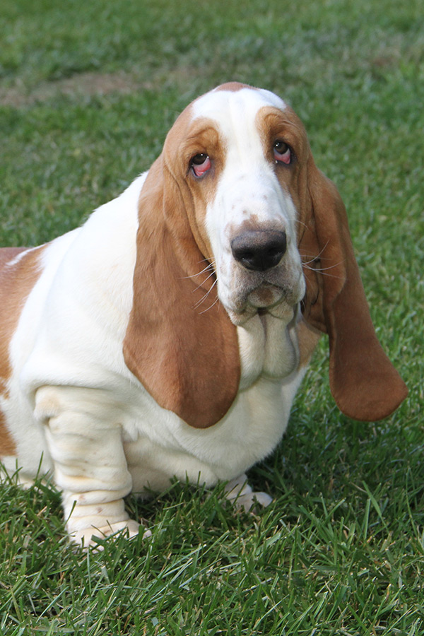 Huggable Bassets Family Breeder of Purebred basset hound puppys for