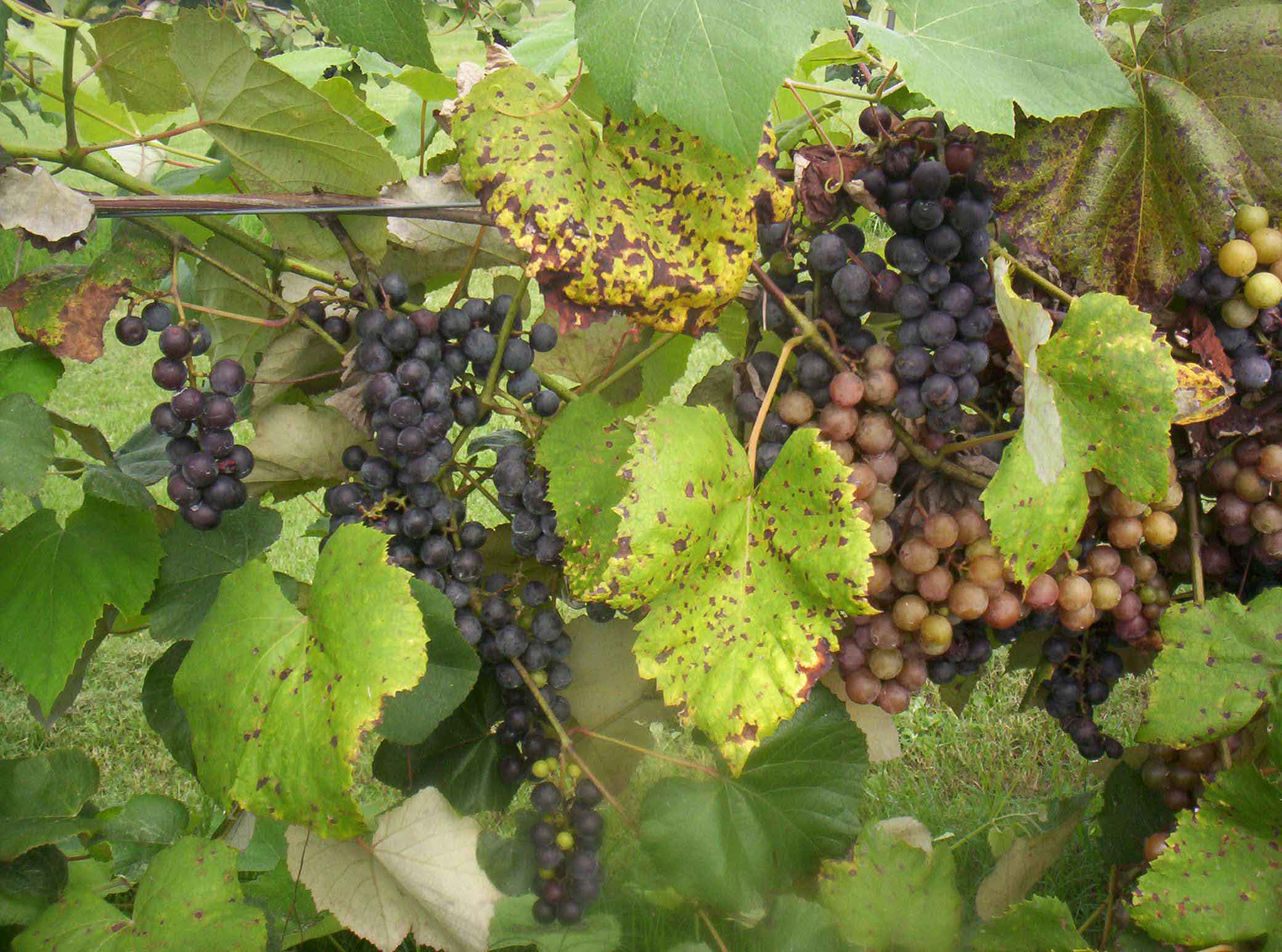 Hughes Vineyards Grape Vineyards In Peach County