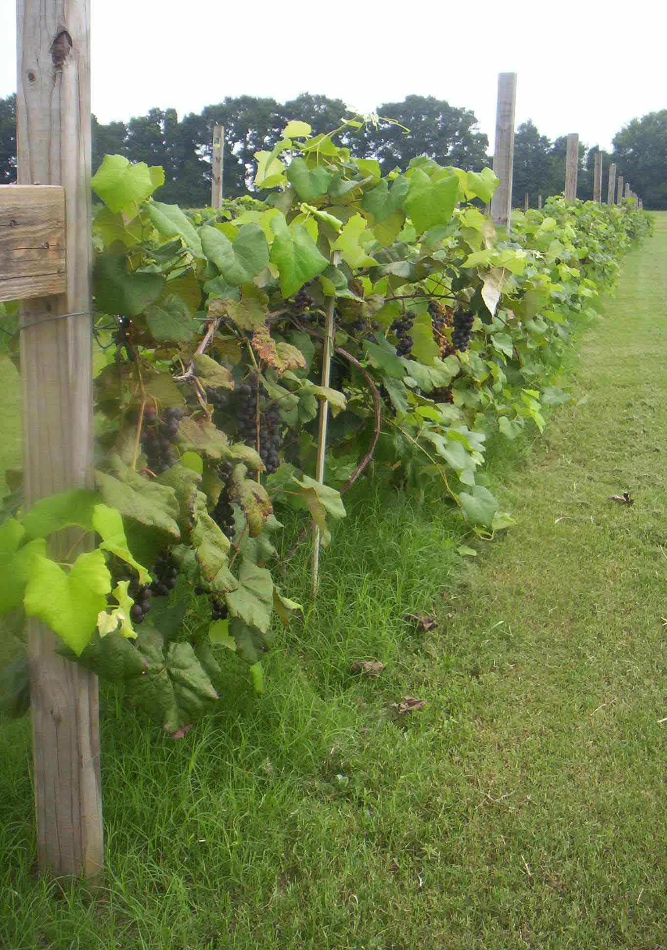 Hughes Vineyards Grape Vineyards In Peach County