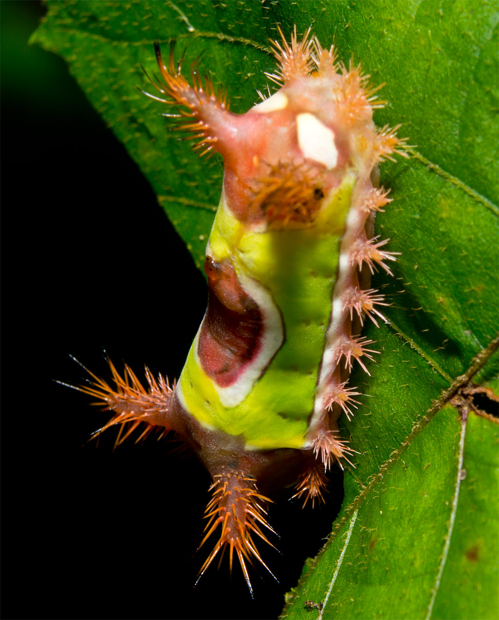 Saddleback Caterpillar 101 My Birding Photos