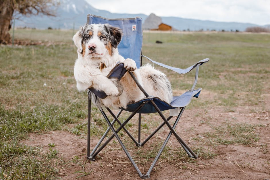 Tips for Camping With Your Dog camping with your dog