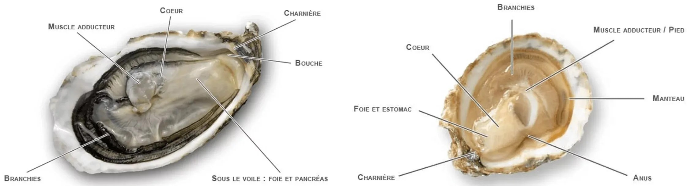 Anatomie de l'huître HUITRES.NC