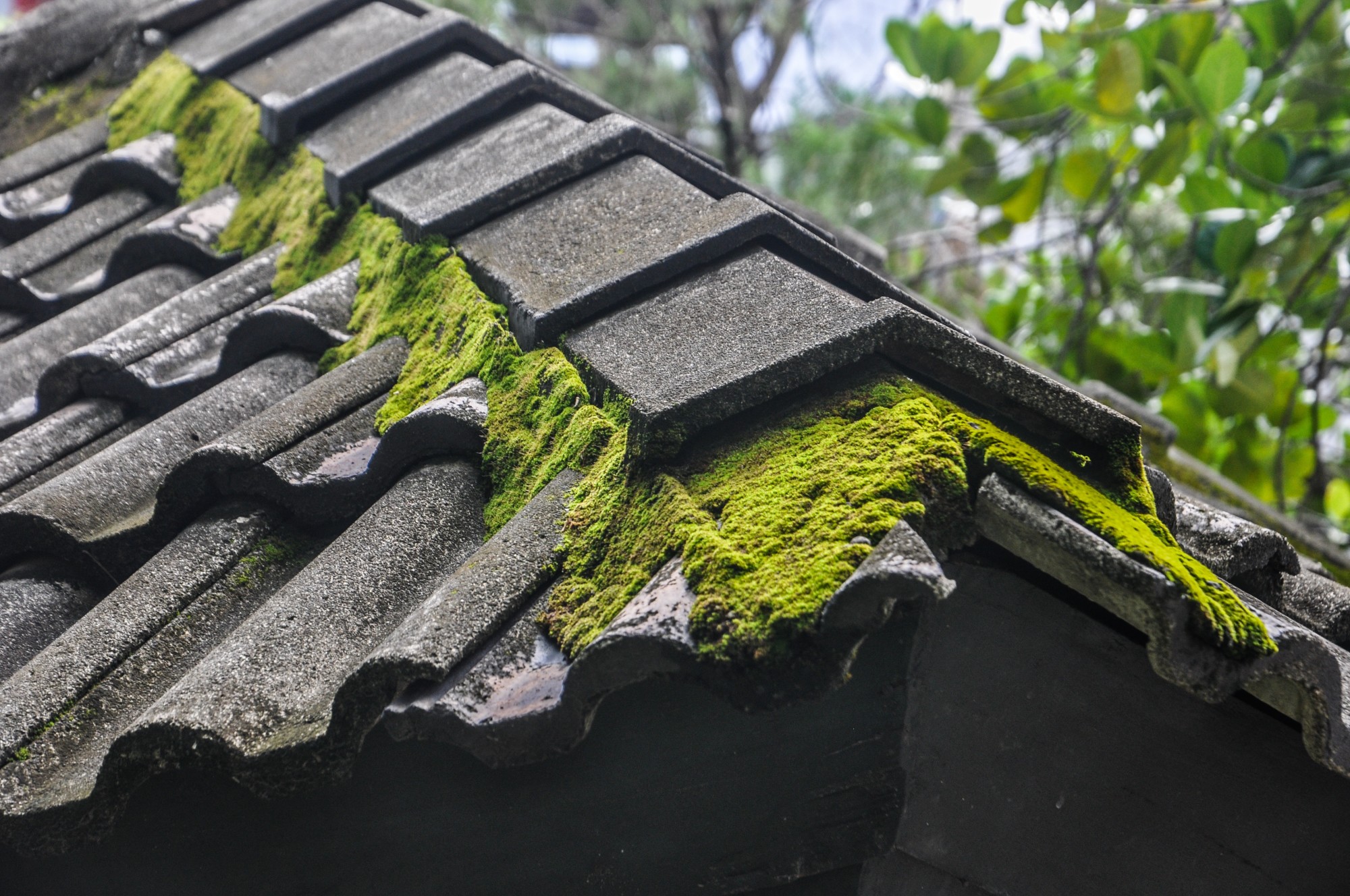 How to Remove Moss From the Roof Hulsey Roofing