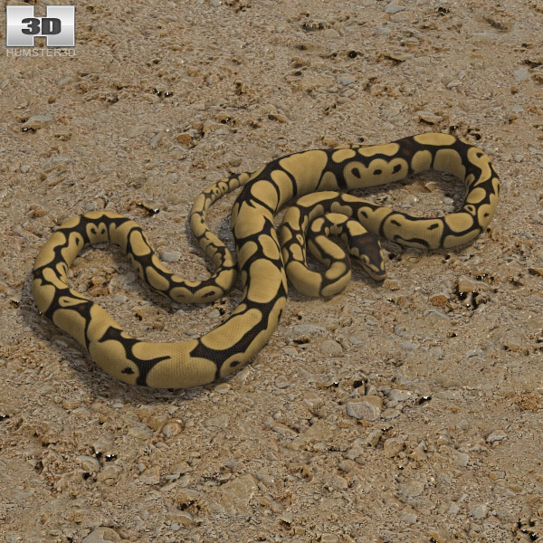Common Python 3D model Hum3D
