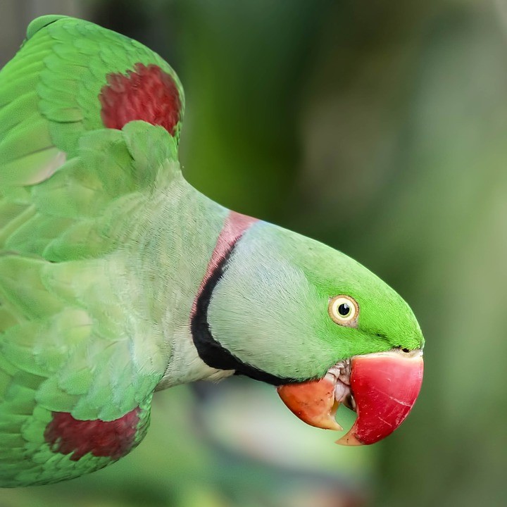 Alexandrine Parrots Why they’re named after Alexander the Great