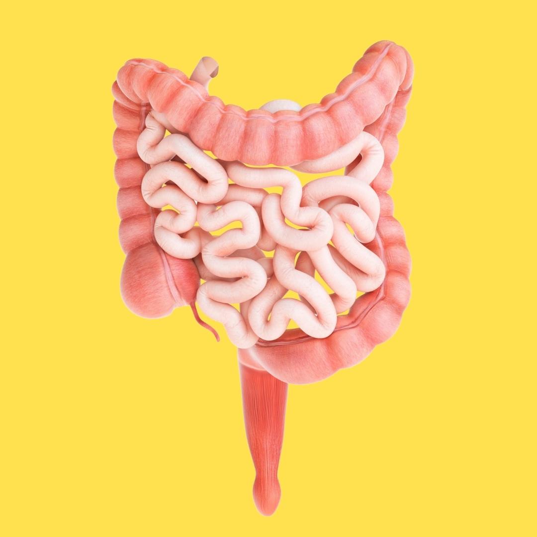 Fun Digestive System Facts for Kids That Might Surprise You