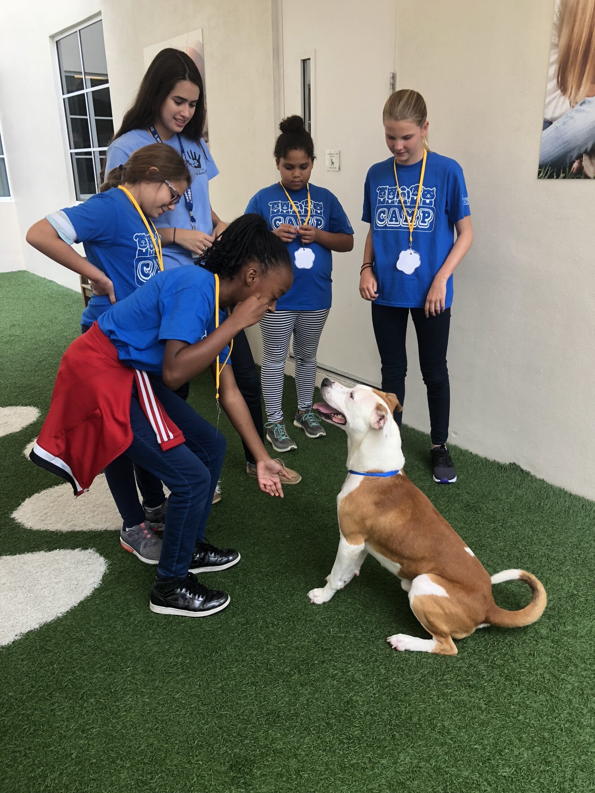 Teen Animal Care Volunteer Program Humane Society of Broward County
