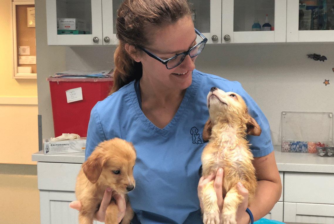 Teen Animal Care Volunteer Program Humane Society of Broward County