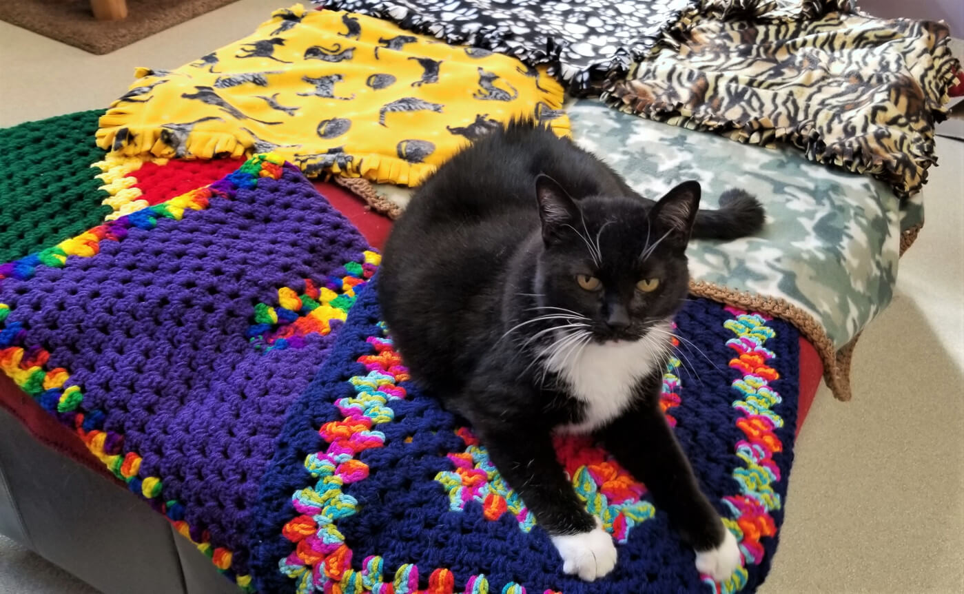 Comfort blankets for our adopted kitties Humane Society of Cobb County